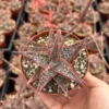 Aloe Purple Haze Succulent Live Plant - Rare Pink Variety in 4 inch Pot - Image 1