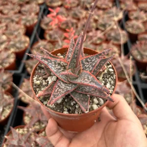 Aloe Purple Haze Succulent Live Plant - Rare Pink Variety in 4 inch Pot - Image 2