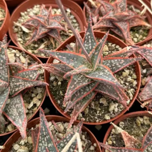 Aloe Purple Haze Succulent Live Plant - Rare Pink Variety in 4 inch Pot - Image 3
