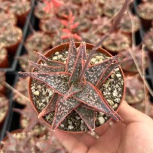 Aloe Purple Haze Succulent Live Plant - Rare Pink Variety in 4 inch Pot - Image 1