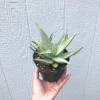 Aloe Snow Drift Succulent - 4 Inch Potted Aloe Hybrid Live Plant, Indoor/Outdoor - Image 1