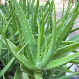 Aloe Vera Live Plant, 3-6