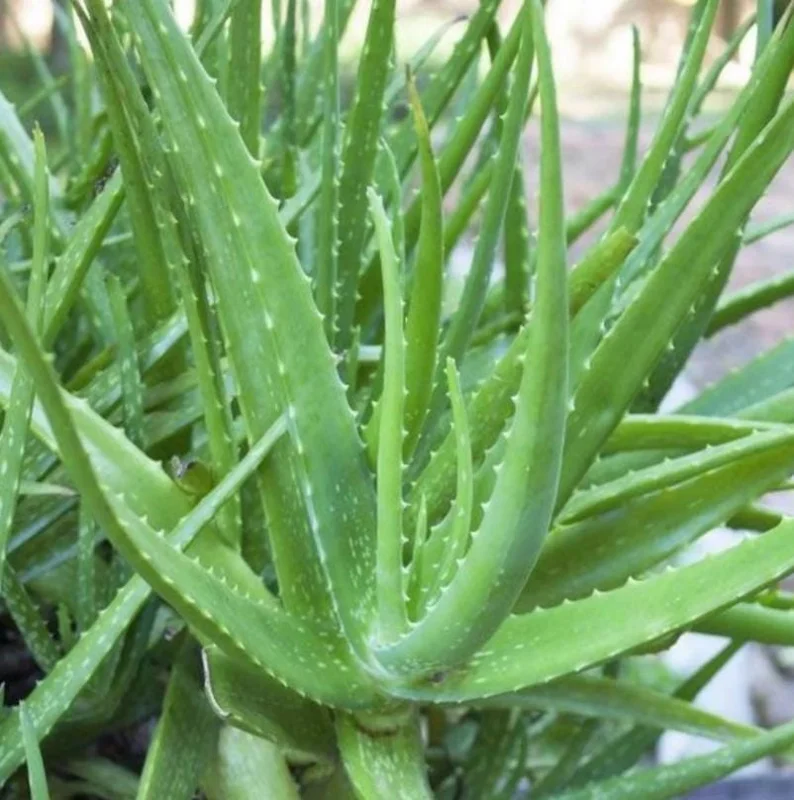 Aloe Vera Live Plant, 3-6" Tall, 2" Pot - Medicinal Succulent Houseplant - Image 2