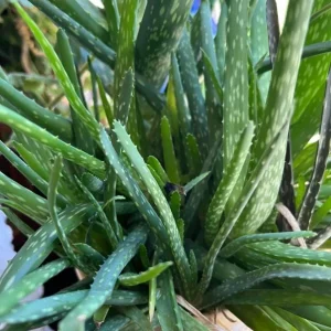 Aloe Vera Live Plant, 3-6
