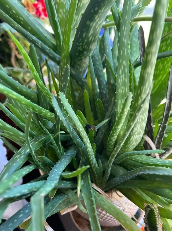 Aloe Vera Live Plant, 3-6" Tall, 2" Pot - Medicinal Succulent Houseplant - Image 3