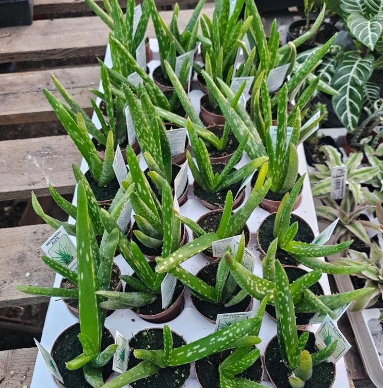 Aloe Vera Live Plant, 3-6" Tall, 2" Pot - Medicinal Succulent Houseplant - Image 4