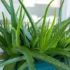 Aloe Vera Live Plant, 3-6" Tall, 2" Pot - Medicinal Succulent Houseplant - Image 1