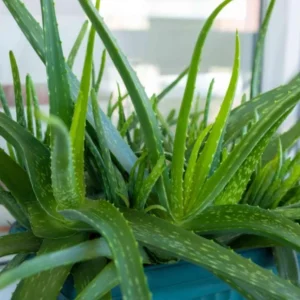 Aloe Vera Live Plant, 3-6