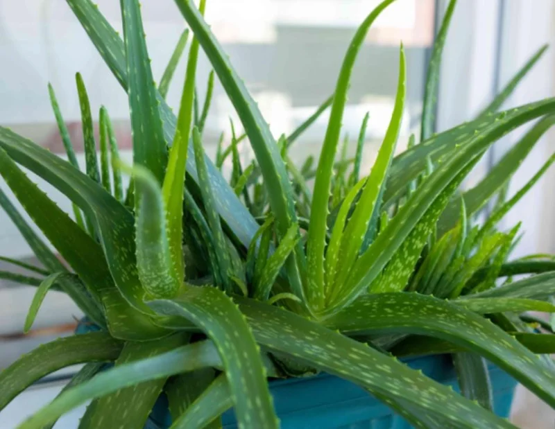 Aloe Vera Live Plant, 3-6" Tall, 2" Pot - Medicinal Succulent Houseplant - Image 1