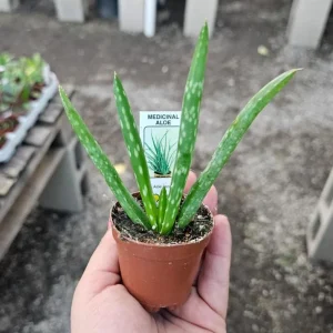 Aloe Vera Live Plant, 3-6
