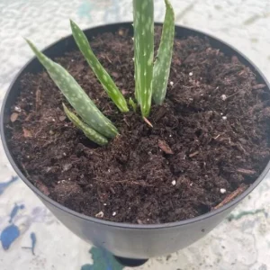 Aloe Vera Live Plant, 3-6