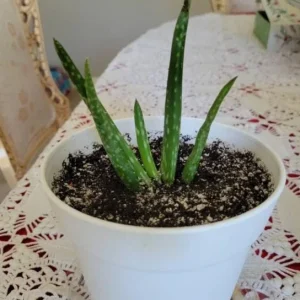 Aloe Vera Live Plant, 3-6