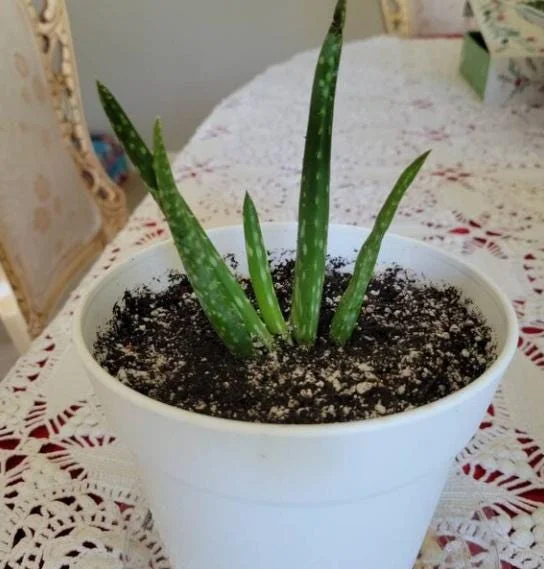 Aloe Vera Live Plant, 3-6" Tall, 2" Pot - Medicinal Succulent Houseplant - Image 8