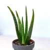 Aloe Vera Live Plant - 4 inch Nursery Pot - Succulent Houseplant - Image 1