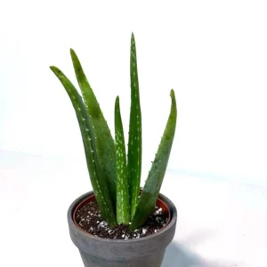 Aloe Vera Live Plant - 4 inch Nursery Pot - Succulent Houseplant - Image 3