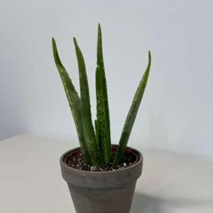 Aloe Vera Live Plant - 4 inch Nursery Pot - Succulent Houseplant - Image 4