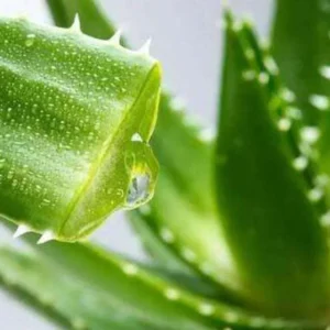 Aloe Vera Live Plant - 4 inch Pot - Indoor Succulent - Easy Care - Image 3