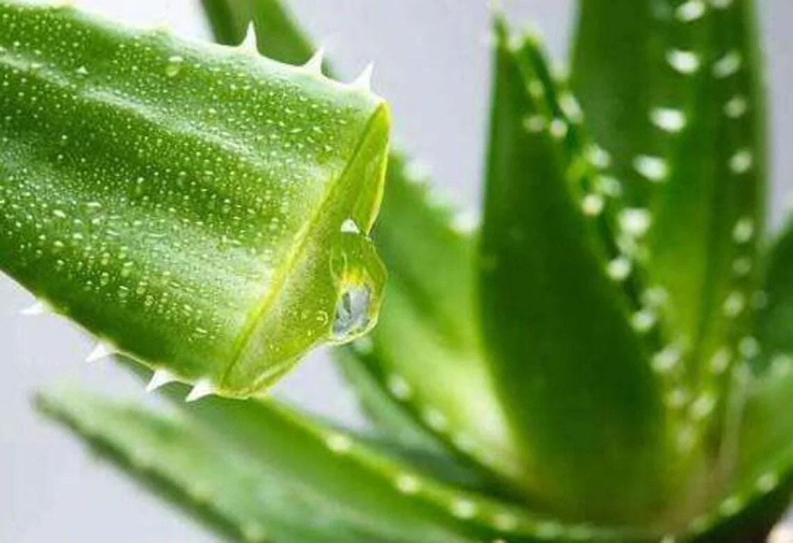 Aloe Vera Live Plant - 4 inch Pot - Indoor Succulent - Easy Care - Image 3