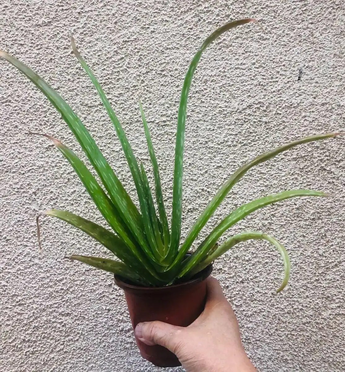 Aloe Vera Live Plant - 4 inch Pot - Indoor Succulent - Easy Care - Image 4