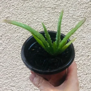 Aloe Vera Live Plant - 4 inch Pot - Indoor Succulent - Easy Care - Image 5
