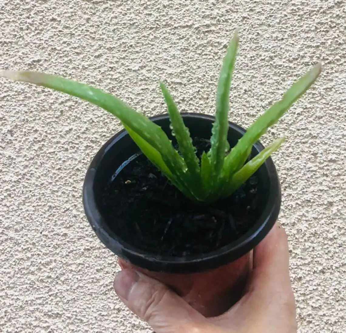 Aloe Vera Live Plant - 4 inch Pot - Indoor Succulent - Easy Care - Image 5