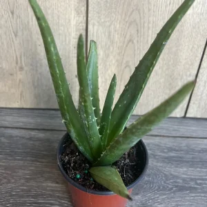 Aloe Vera Live Plant - Easy Care Succulent in 4 inch Nursery Pot - Image 2