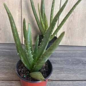 Aloe Vera Live Plant - Easy Care Succulent in 4 inch Nursery Pot - Image 4