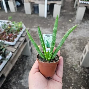 Aloe Vera Live Plant – Medicine Plant Succulent – 2in Pot – Indoor - Image 3