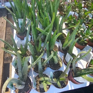 Aloe Vera Live Plant – Medicine Plant Succulent – 2in Pot – Indoor - Image 5