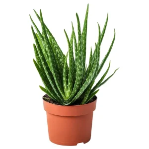 Aloe Vera Live Plant - Organic Rooted Succulent Pups, 5-10 inches - Indoor/Outdoor - Image 3