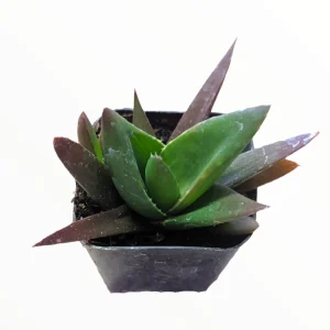 Aloe Walmsley's Bronze Succulent Plant - Hardy & Drought-Tolerant Live Plant - Image 2