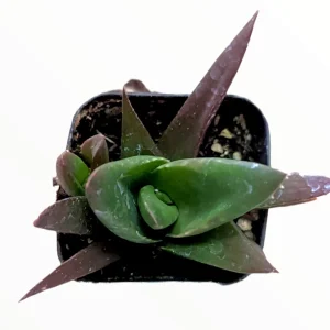Aloe Walmsley's Bronze Succulent Plant - Hardy & Drought-Tolerant Live Plant - Image 3