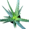 Aloe x spinosissima Succulent Plant - Image 1
