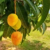 Alphonso Mango Tree - Grafted Live Plant - 1 to 2 feet tall - 3 Gallon Pot - Image 1