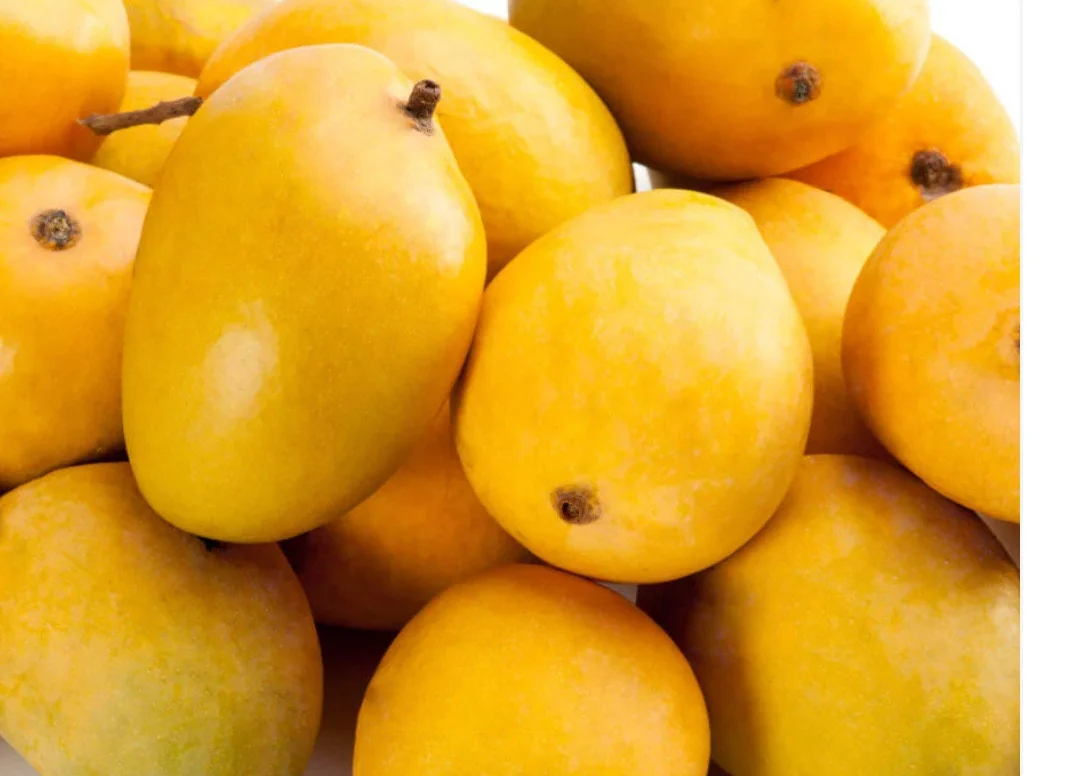 Alphonso Mango Tree Grafted Live Plant – 2-4 Feet Tall – Fruit Bearing - Image 1