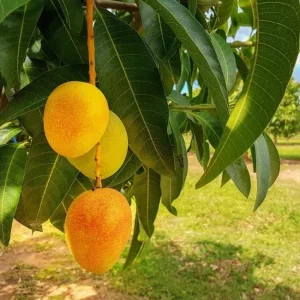 Alphonso Mango Tree Live Plant – 1 Foot Tall – Ships in Pot – Tropical Fruit - Image 1