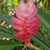 Alpina Purpurata Hot Pink Ginger Plant Rhizome - 1 Large Tropical Rhizome - Image 1
