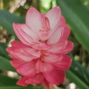 Alpina Purpurata Hot Pink Ginger Plant Rhizome - 1 Large Tropical Rhizome - Image 2