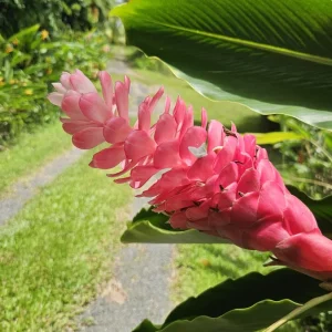 Alpina Purpurata Hot Pink Ginger Plant Rhizome - 1 Large Tropical Rhizome - Image 4