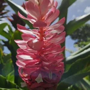 Alpina Purpurata Hot Pink Ginger Plant Rhizome - 1 Large Tropical Rhizome - Image 5