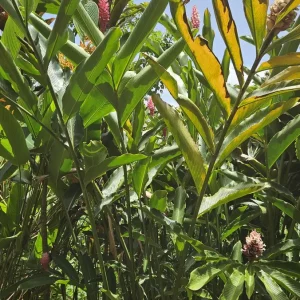 Alpina Purpurata Hot Pink Ginger Plant Rhizome - 1 Large Tropical Rhizome - Image 6