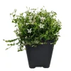 Alpine White Star Creeper Live Plant - Isotoma - 2.5 inch Pot - Outdoor Groundcover - Image 1
