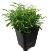 Alternanthera Gold Threads Live Plant – 2.5" Pot – Indoor/Outdoor Foliage - Image 1