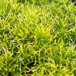 Alternanthera Gold Threads Live Plant – 2.5