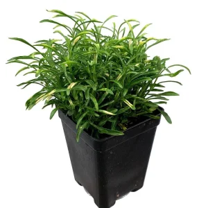 Alternanthera Gold Threads Live Plant – 2.5