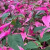 Alternanthera Part Time Live Plant - Set of 2 Starter Plants, 3-6" Tall, Pink Variegated Foliage, Ornamental Shrub - Image 1