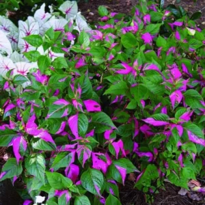 Alternanthera Part Time Live Plant - Set of 2 Starter Plants, 3-6" Tall, Pink Variegated Foliage, Ornamental Shrub - Image 2