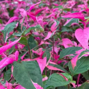 Alternanthera Part Time Live Plant - Set of 2 Starter Plants, 3-6" Tall, Pink Variegated Foliage, Ornamental Shrub - Image 1