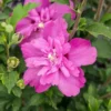 Althea Rose of Sharon Bare Root Plant - 2 Pack, Hibiscus Syriacus, Outdoor Shrub - Image 1