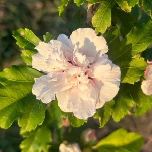 Althea Rose of Sharon Bare Root Plant - 2 Pack, Hibiscus Syriacus, Outdoor Shrub - Image 2